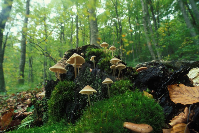 Mycena